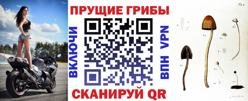 продажа наркотиков  Котово  Псилоцибиновые грибы GOLDEN TEACHER 